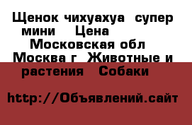 Щенок чихуахуа (супер мини) › Цена ­ 20 000 - Московская обл., Москва г. Животные и растения » Собаки   